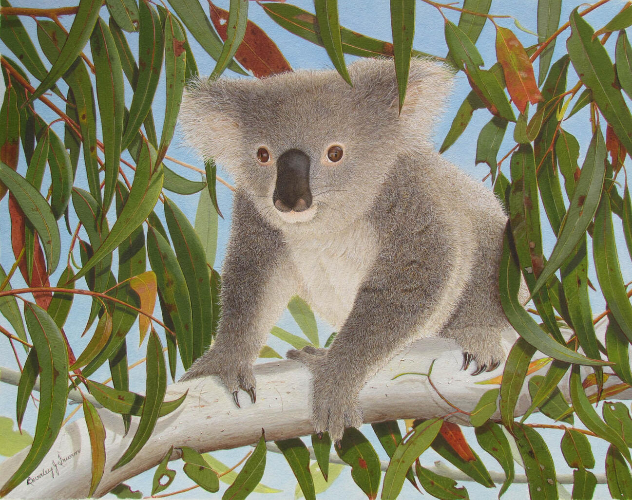koala in tree