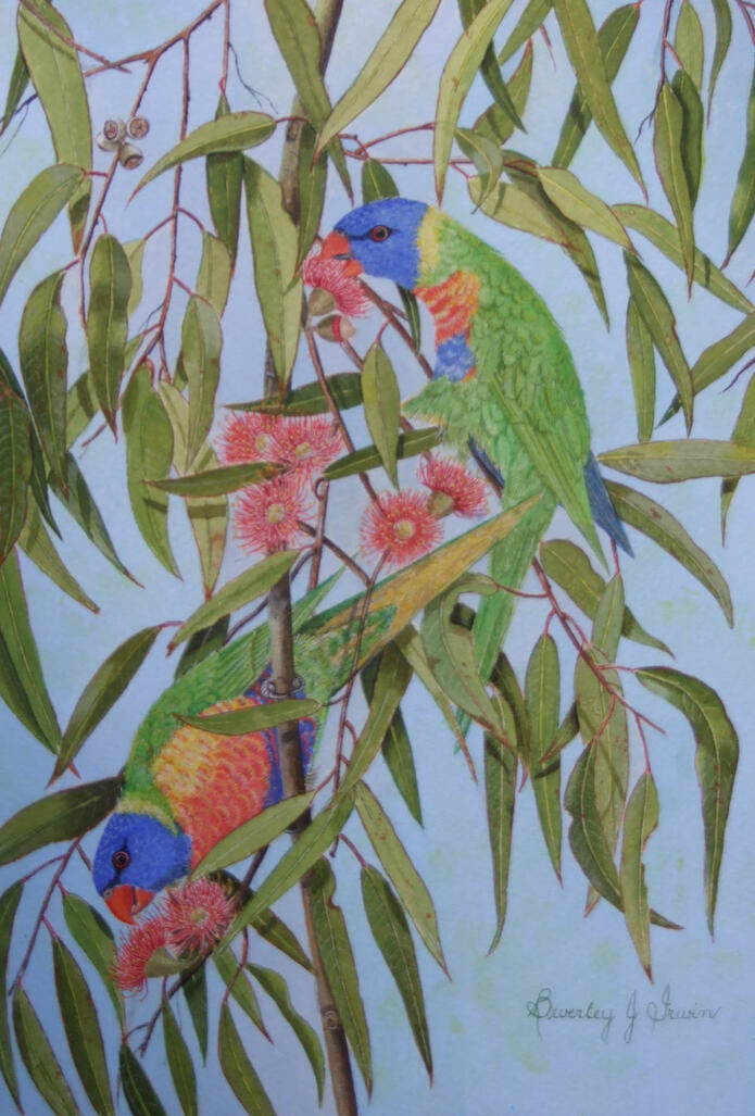 two rainbow lorikeets in a native tree with flowers