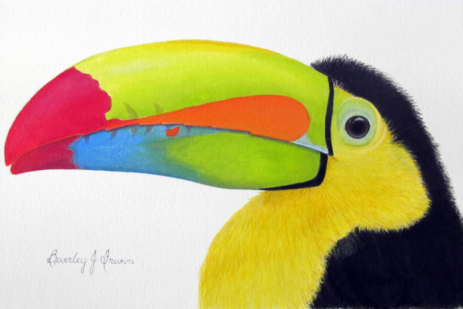 watercolour toucan