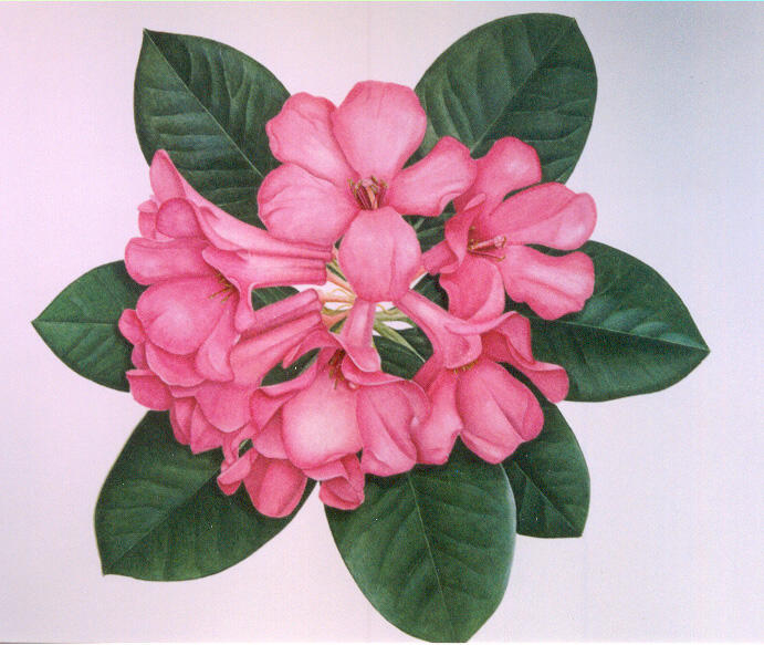 Pink rhododendron in front of dark glossy leaves