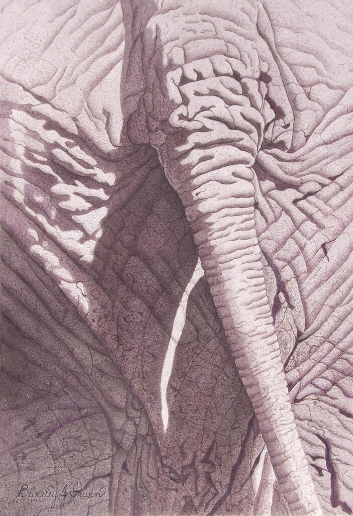 an elephant from behind