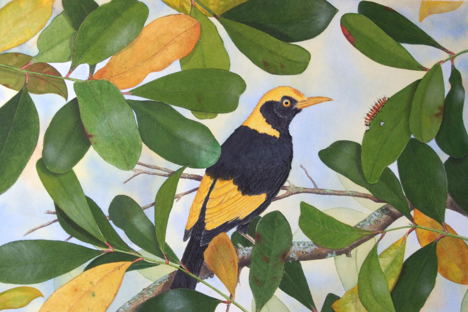 Watercolour of a black and yellow bird in a tree