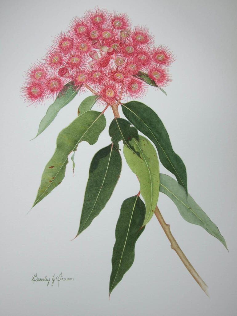 Red flowers on gum tree