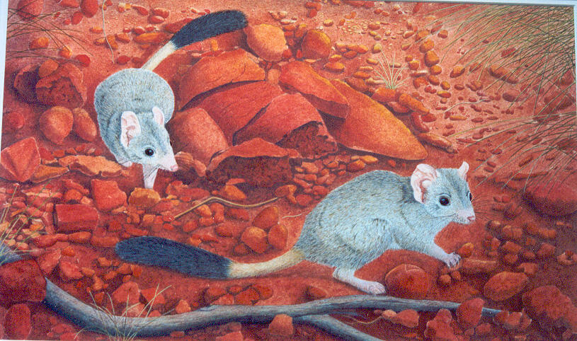 Grey male bilby pursuing female bilby on red desert background