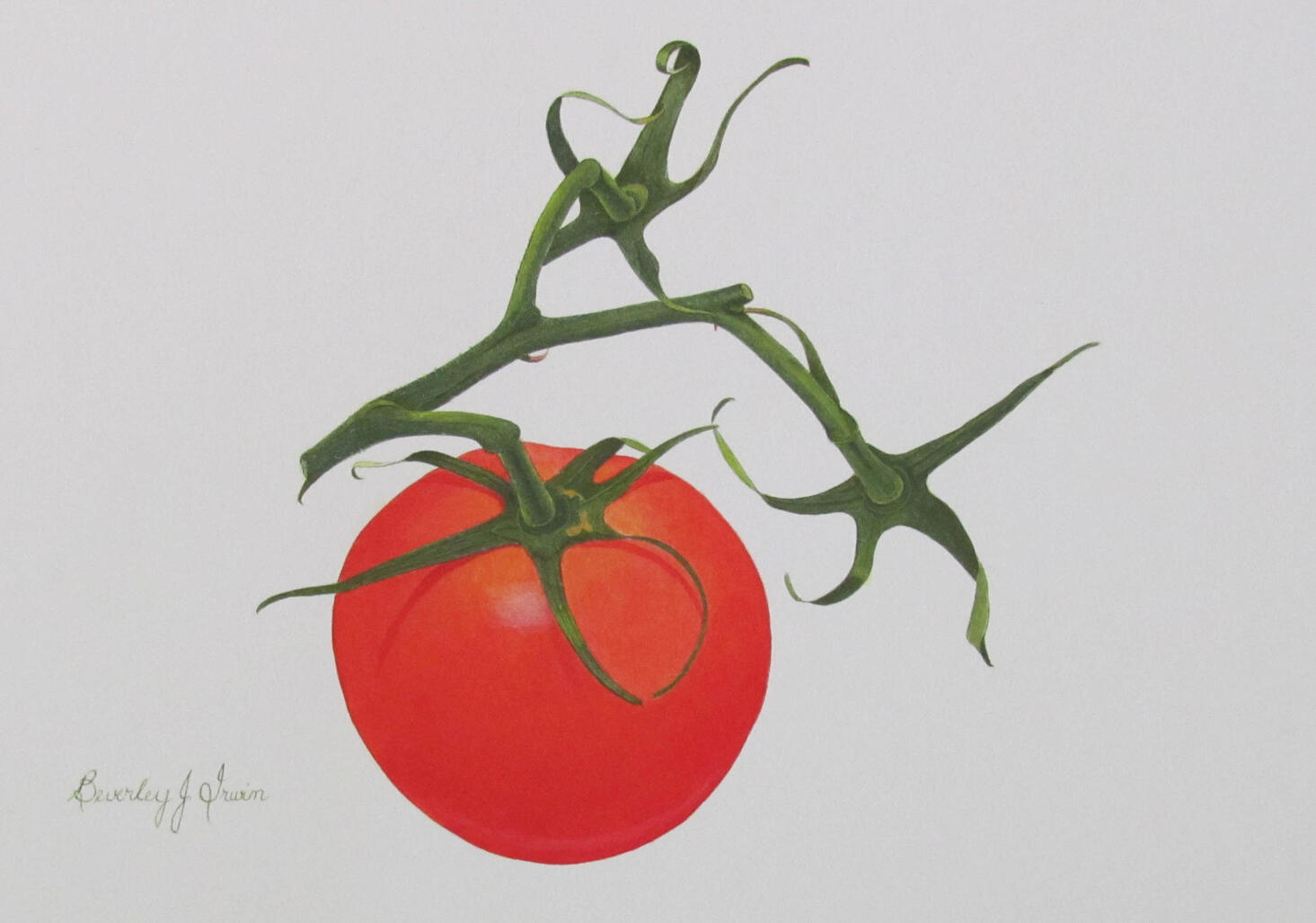 Tomato with vine