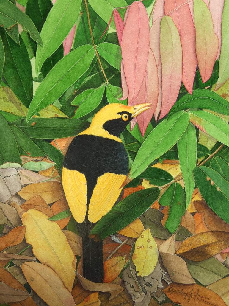 Yellow and black bird on forest floor with pink new leaves hanging down