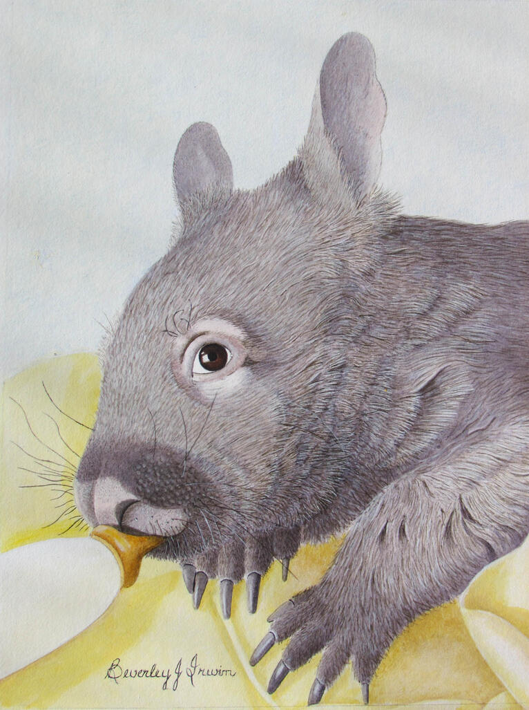 baby wombat drinking from a bottle