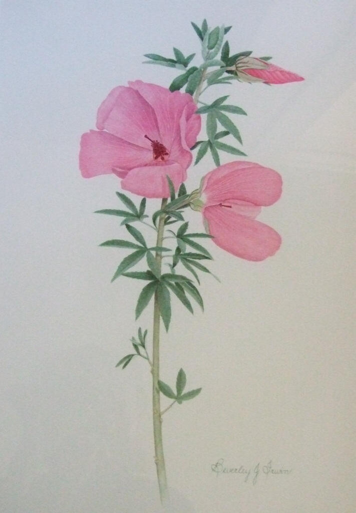 pink flowers on stem with fine grey green leaves