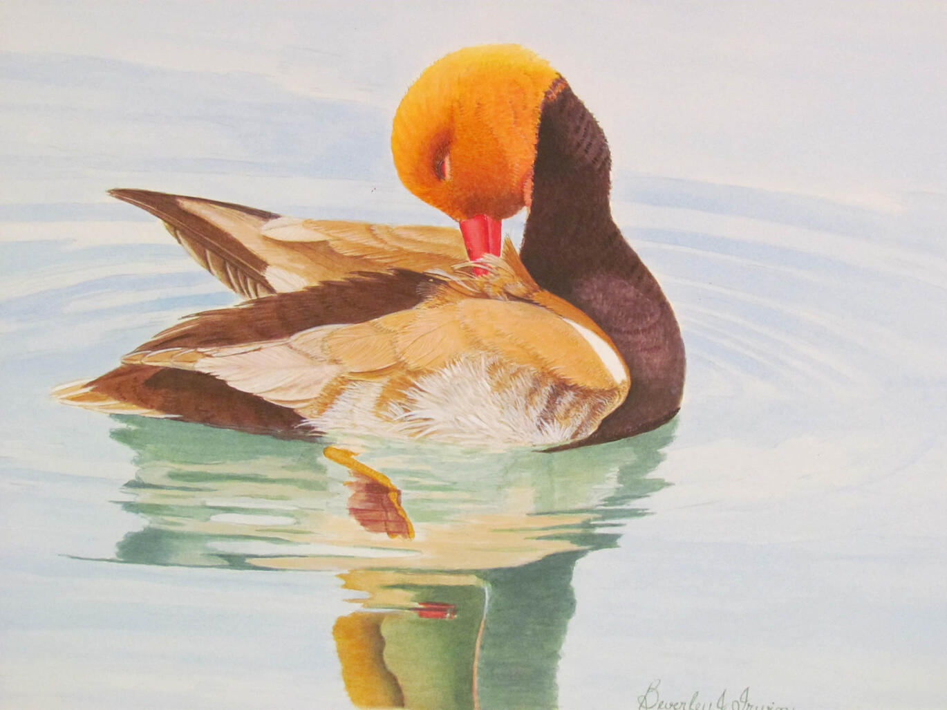 Duck nibbling it's back floating on a pond